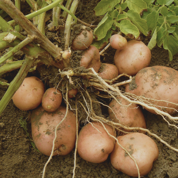 Image: A potato plant that has been pulled from the ground, revealing small red potatoes attached to the vine. Image respresents the journal entry the author shares in the blog article about how she successfully quit drinking alcohol.